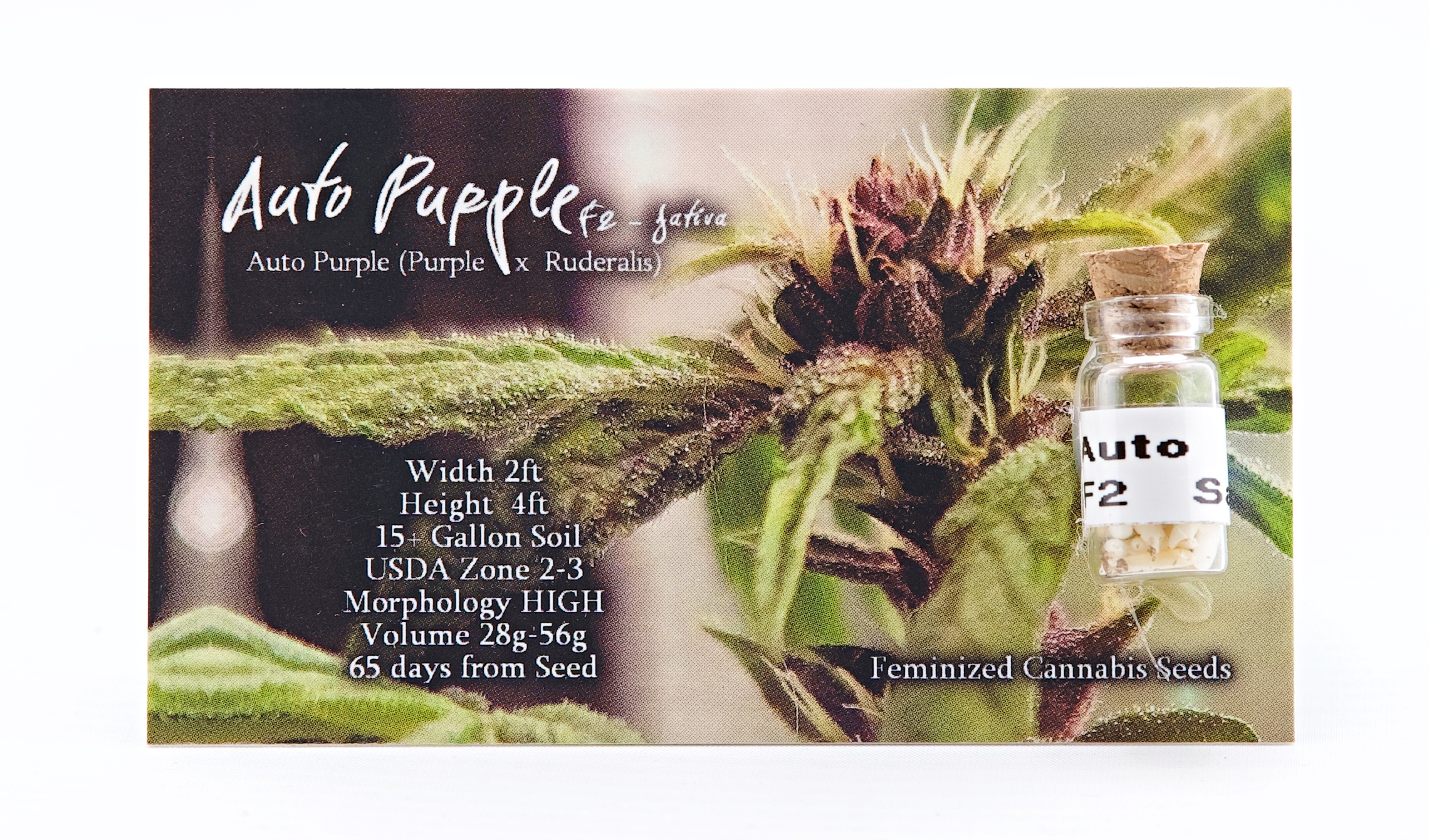 Auto-Purple Seeds