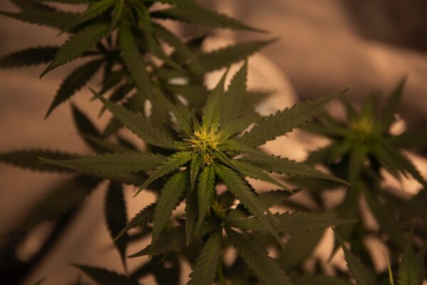 Drying Weed