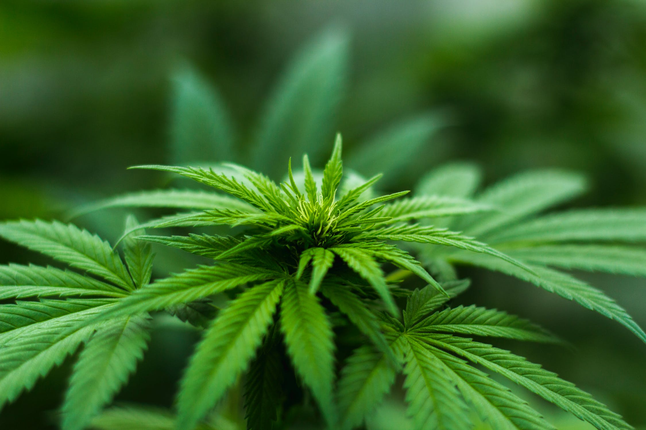 Top 3 Women-Led Cannabis Brands in 2021