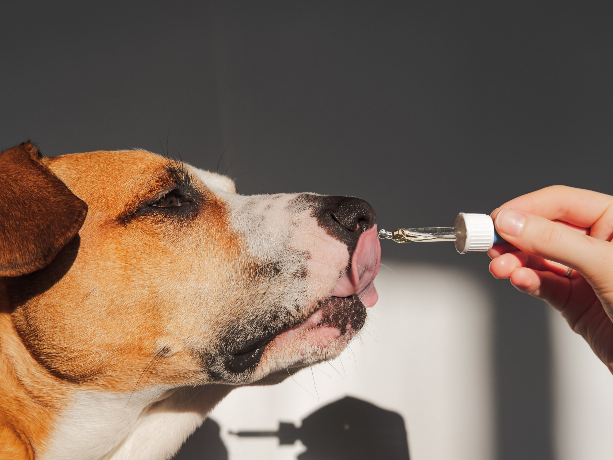 5 Benefits Of Pet CBD