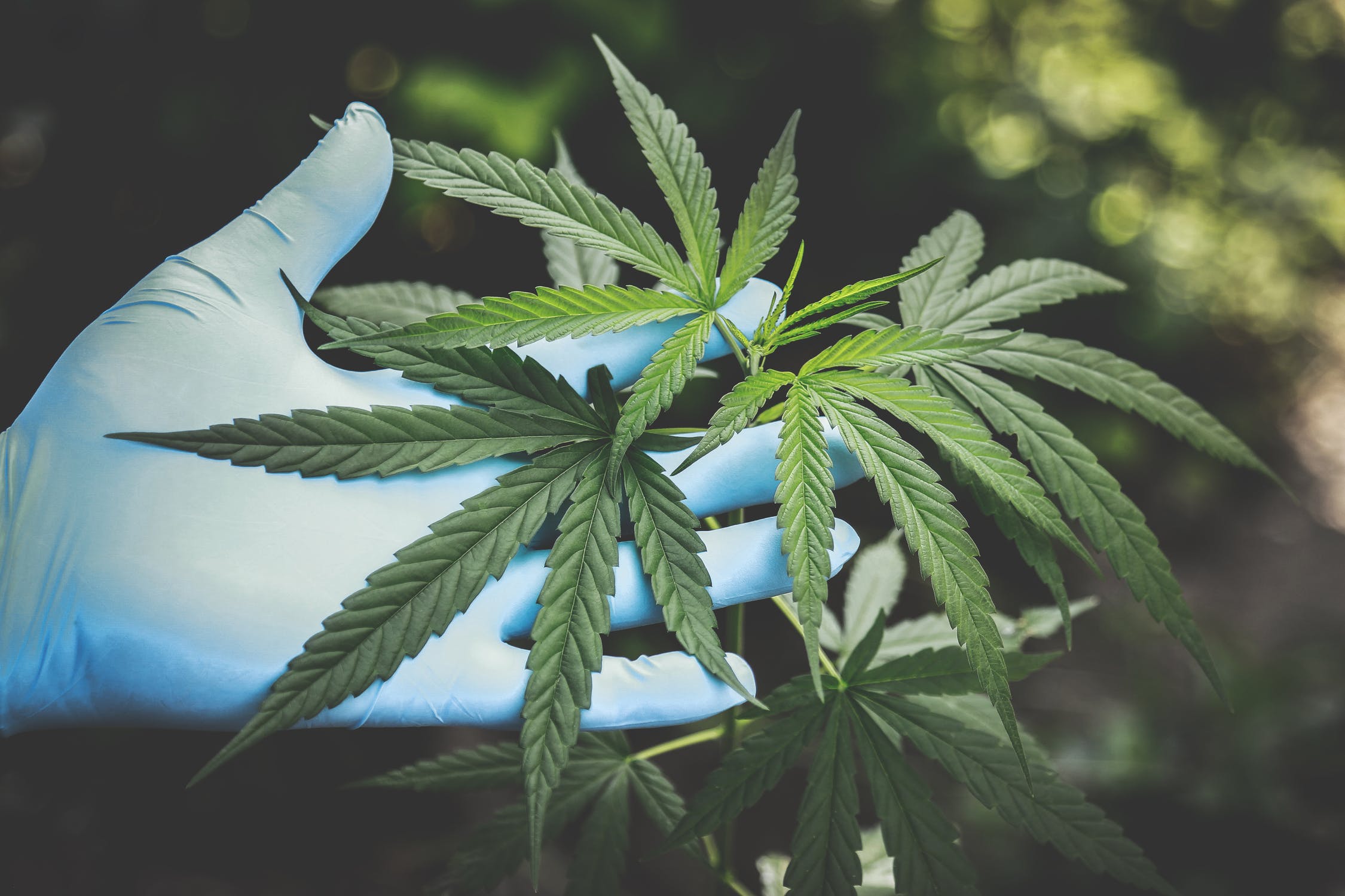 The Surprising Origin of Cannabis