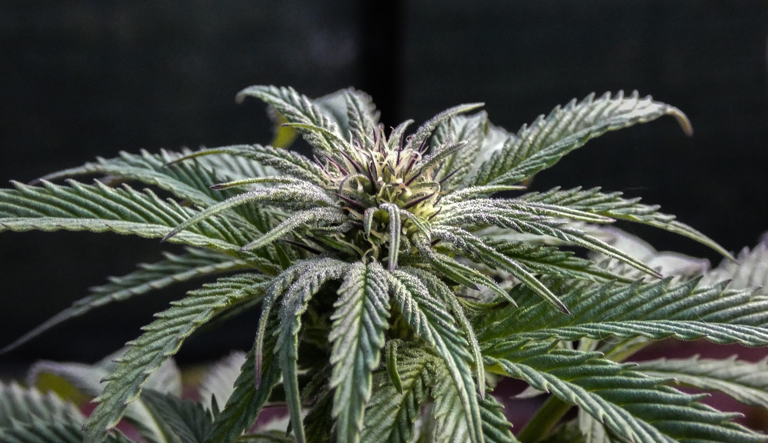 Top 5 Indica Strains