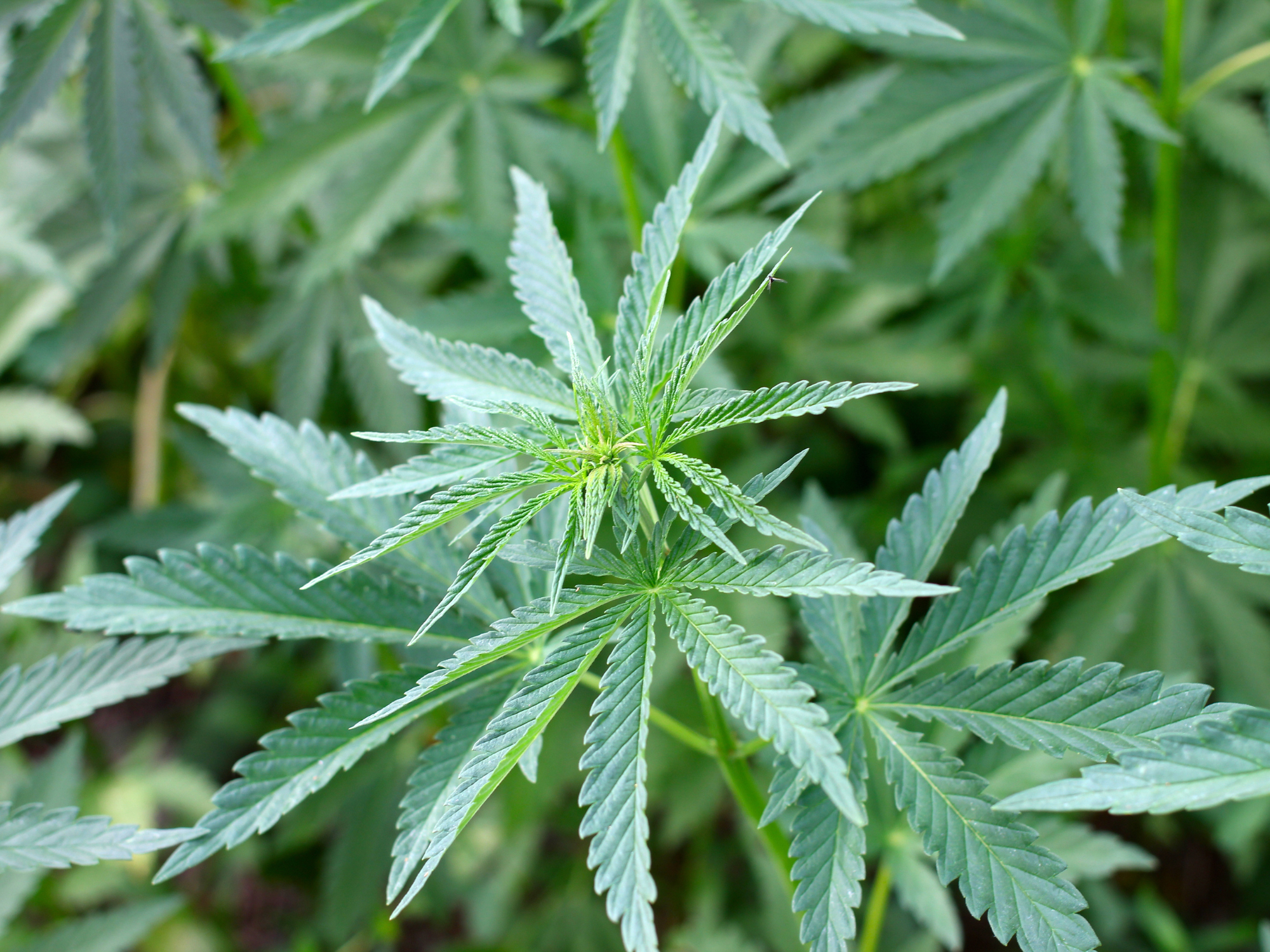 Top 5 Sativa Strains