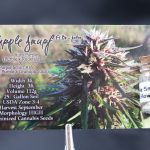 Purple Smurf