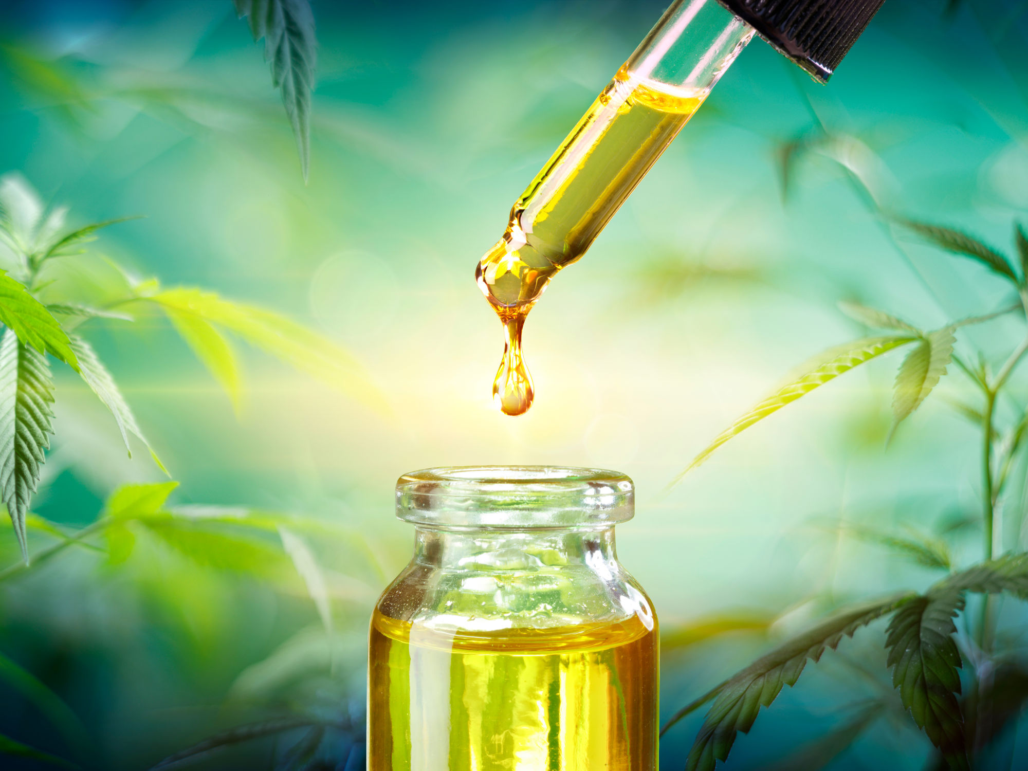 All About Hash Oil