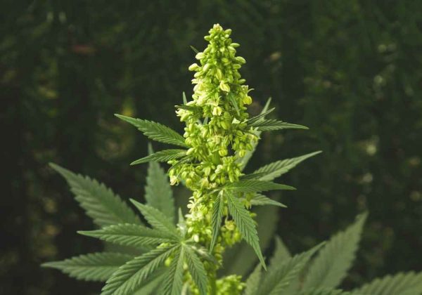 male cannabis plant