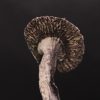 Mazatapec mushrooms