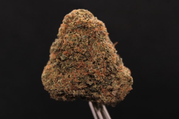 Tropical Truffles strain of cannabis