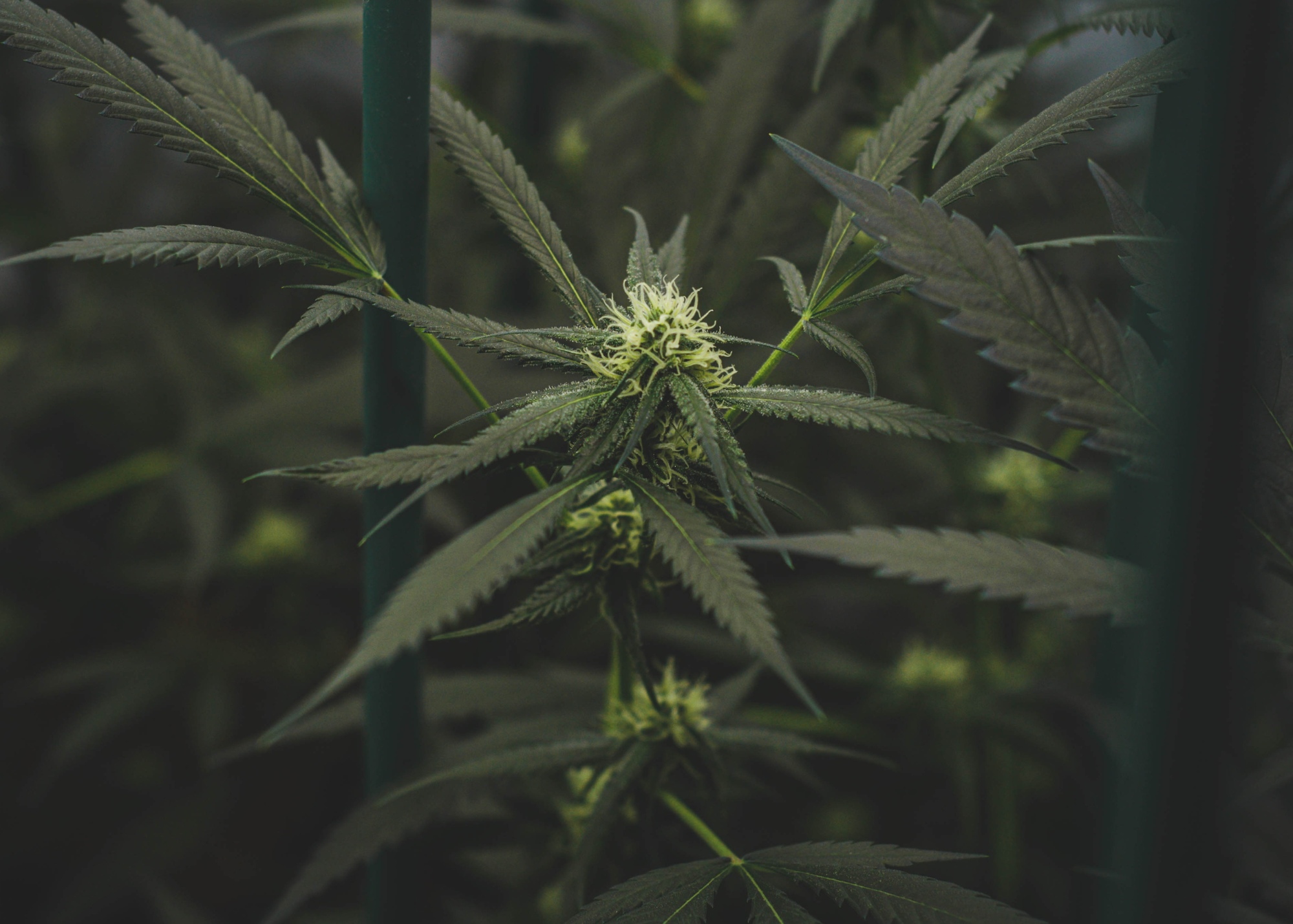 Strain Information: Amnesia Haze