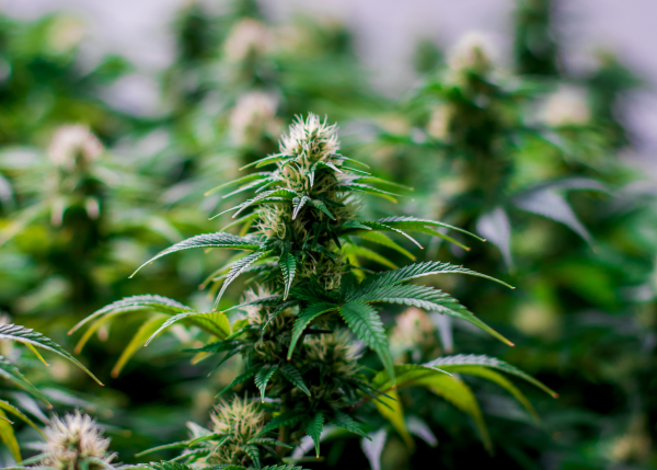 Purple Leaf Autoflowering Plant