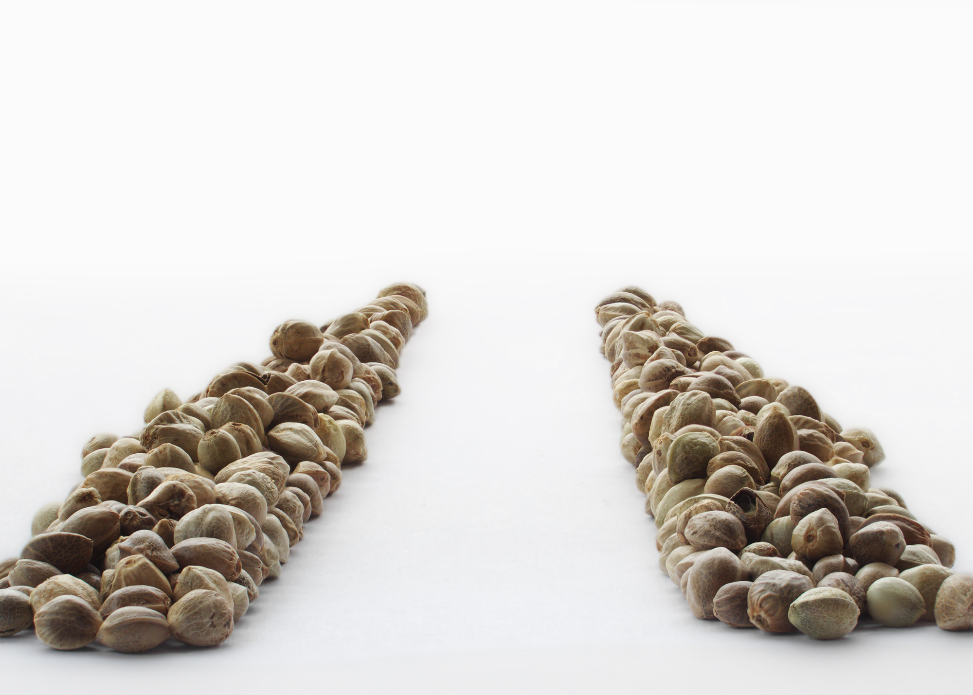 Autoflowering Vs. Feminized Seeds: What’s The Difference?