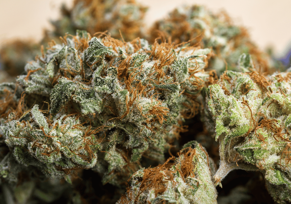 Best Strains For Night