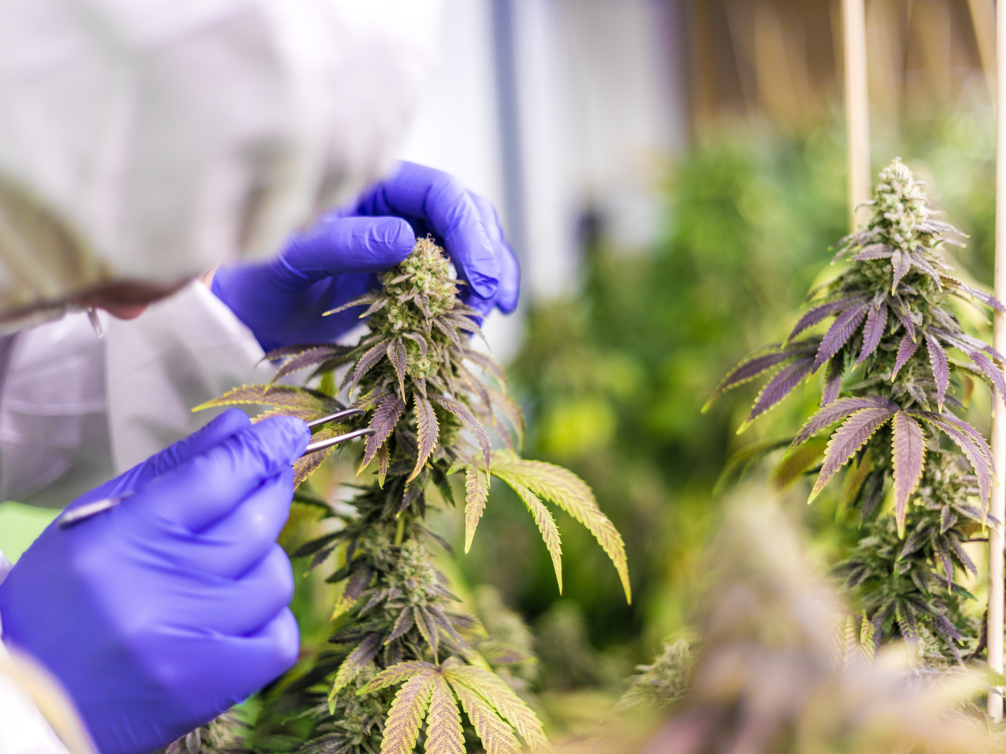 Best Strains For Focusing & Creativity