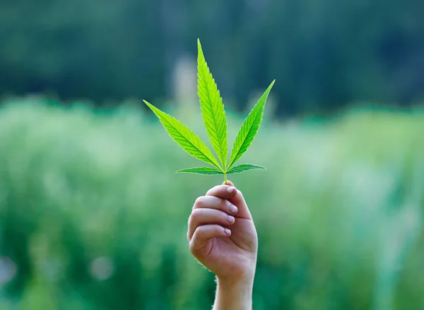 5 Cannabis Strains That Are Perfect for Social Settings