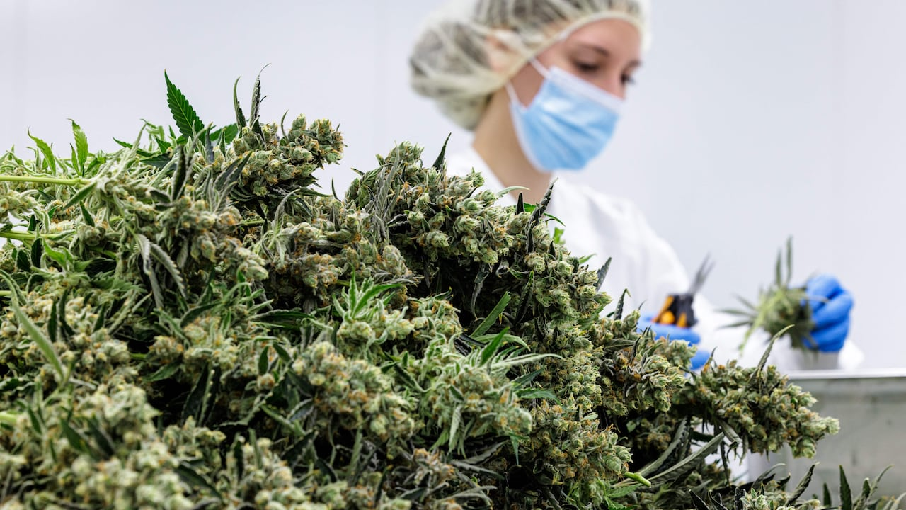 5 Differences Between Recreational and Medical Cannabis in Canada