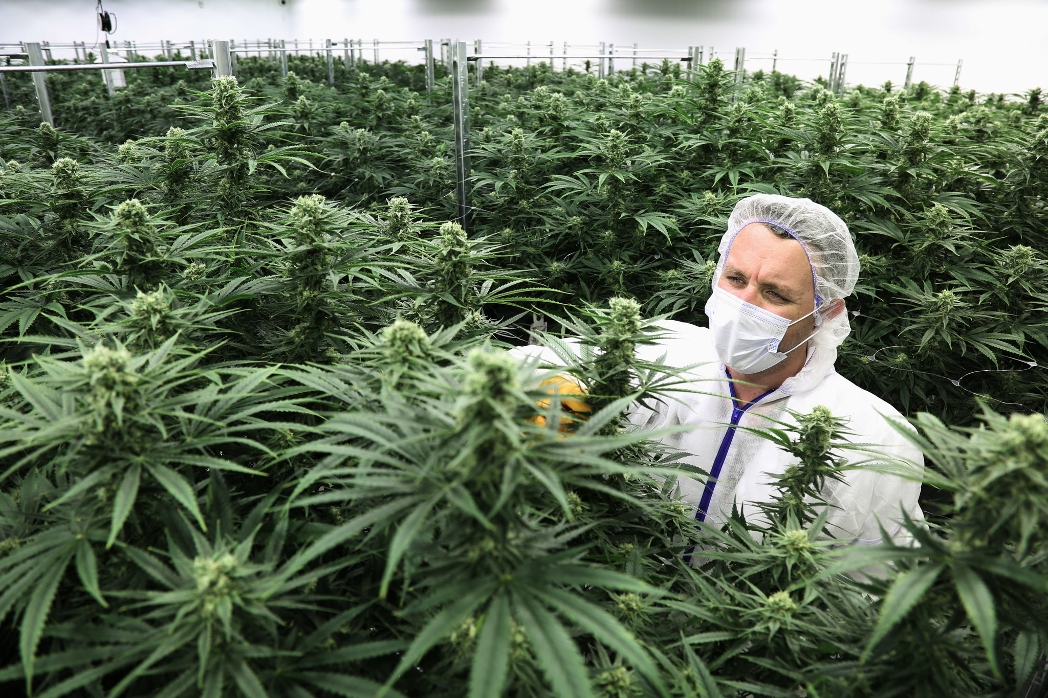 10 Things Every First-Time Cannabis Buyer in Canada Should Know