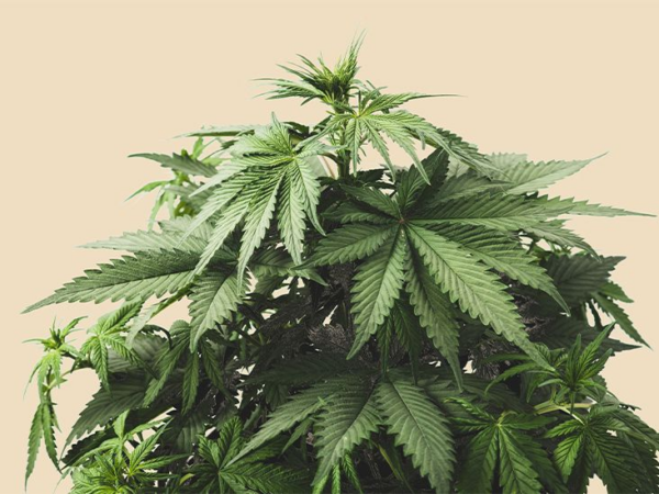 Best Indica Strains for Relaxation and Sleep