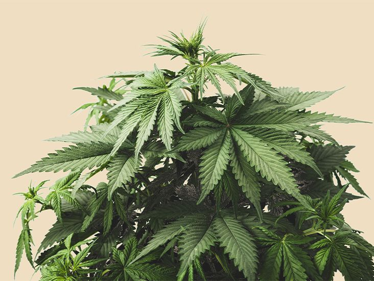 Best Indica Strains for Relaxation and Sleep