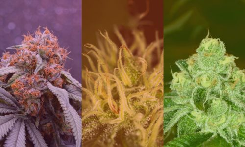 What is the Difference Between Indica, Sativa, and Hybrid Cannabis?