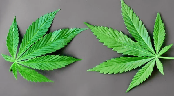 What is the difference between CBD and THC?