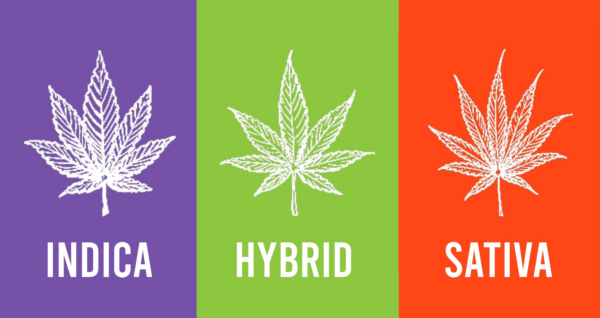 What is the Difference Between Indica, Sativa, and Hybrid Cannabis?