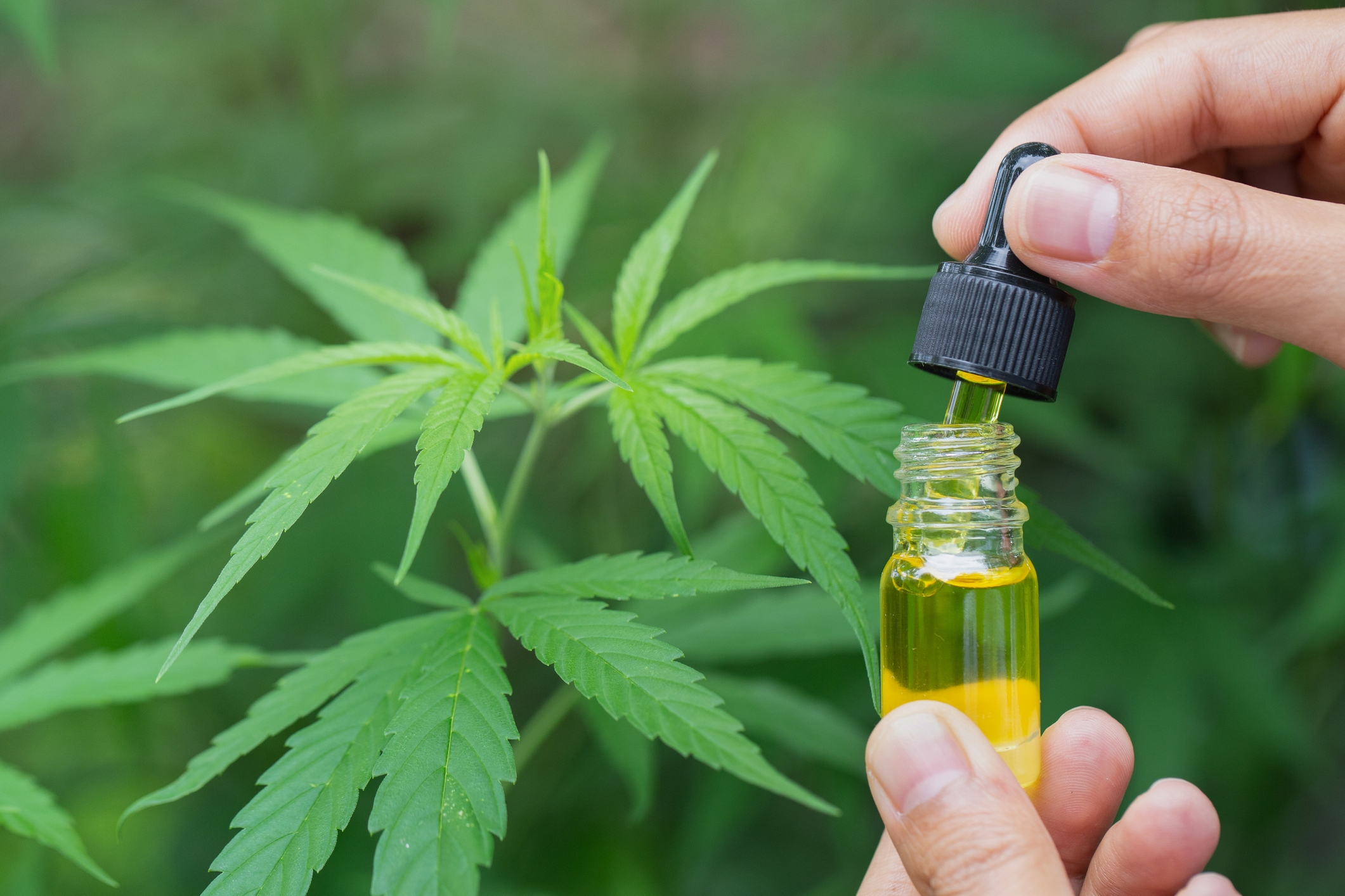 What is the difference between CBD and THC?