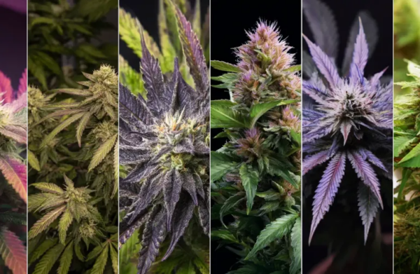 Best Indica Strains for Relaxation and Sleep