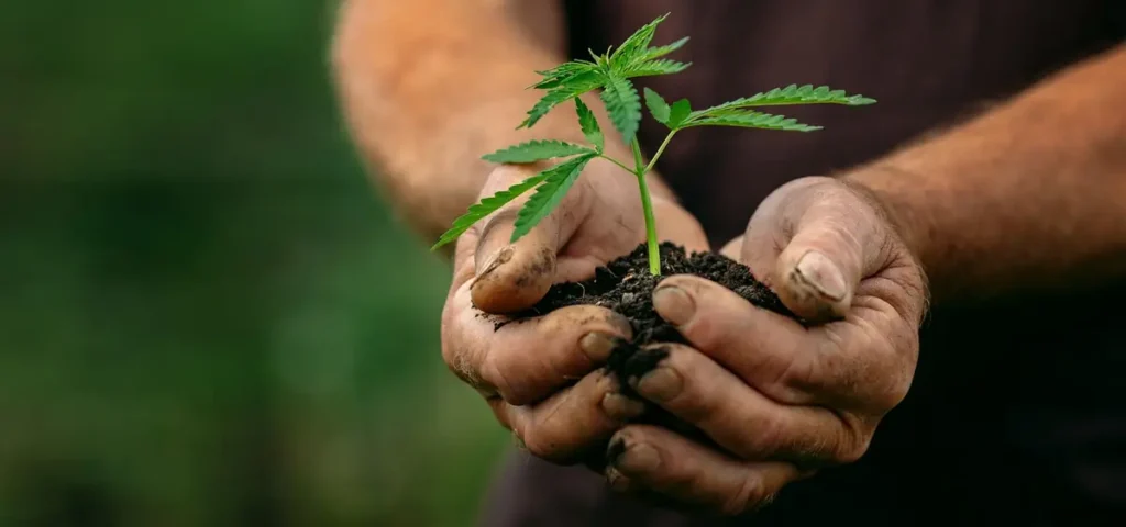 where can i buy legal cannabis in london ontario