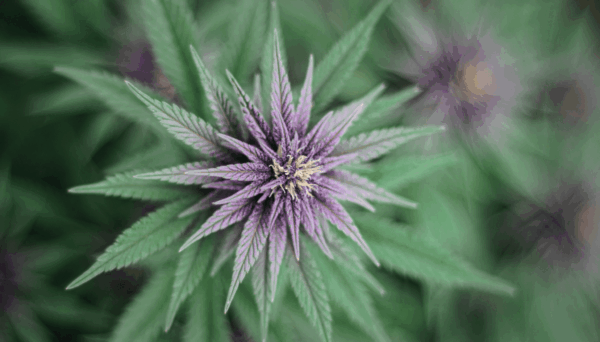 What Cannabis Strain Is Best for Chronic Pain?