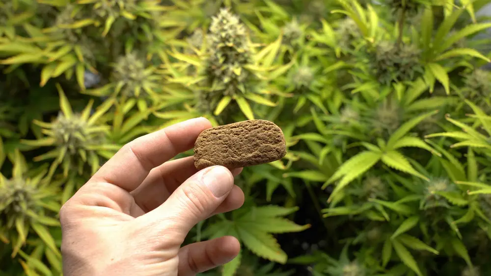 How is Cannabis Hash Made?