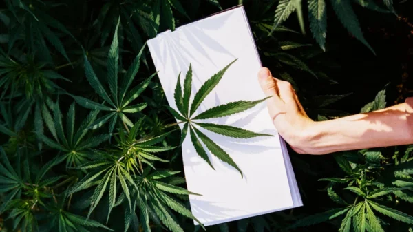 What Cannabis Strain Is Best for Chronic Pain?