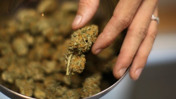 benefits of buying cannabis in bulk