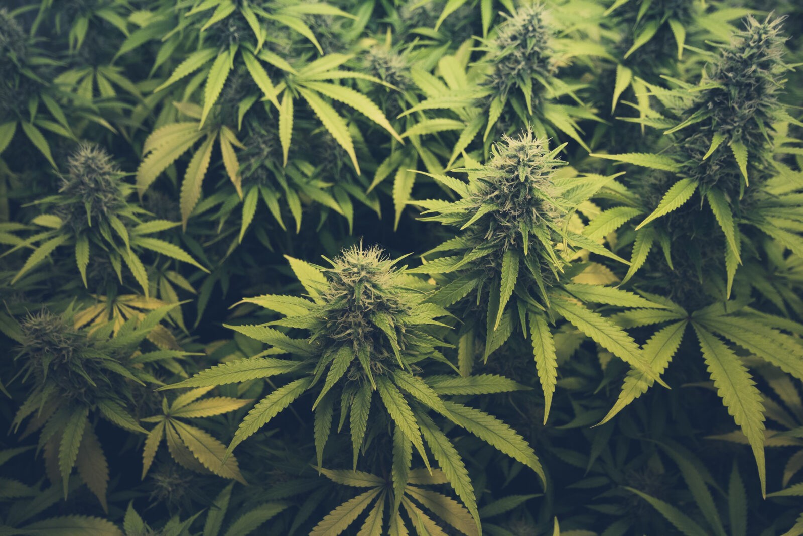 How do I choose between Cannabis Flower, Edibles, and Concentrates?