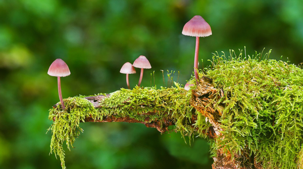psilocybin capsules