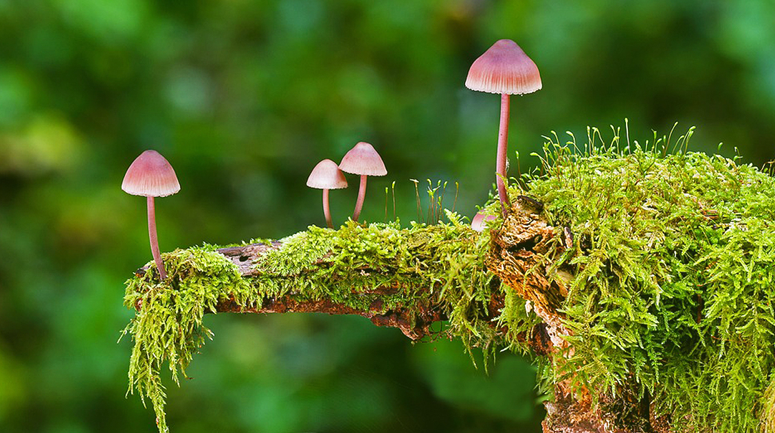 What are Psilocybin Capsules and how are they used?