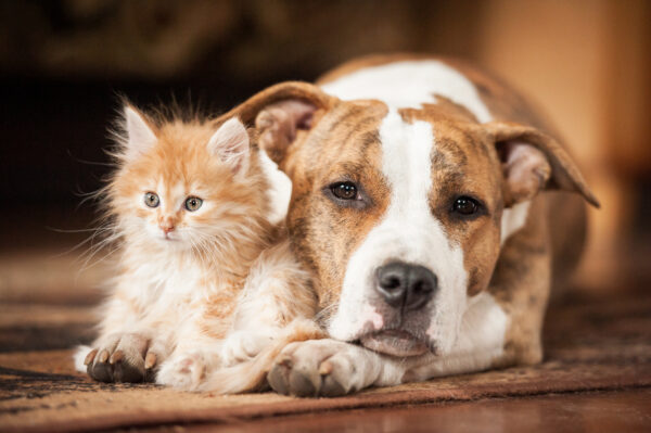Does CBD oil help dogs and cats in Canada?