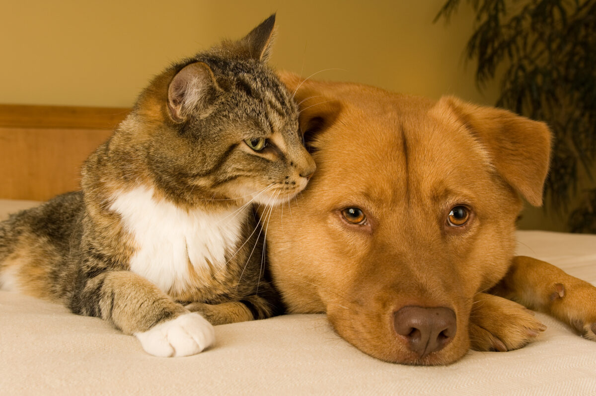Does CBD oil help dogs and cats in Canada?
