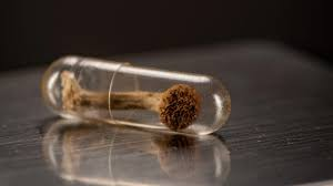 psilocybin capsules