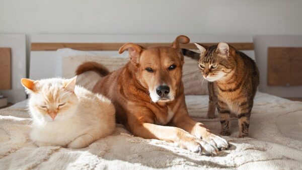 Does CBD oil help dogs and cats in Canada?