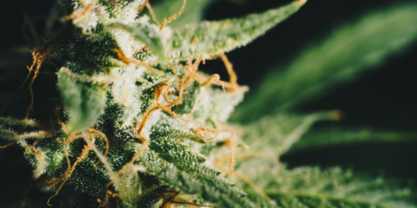 How Long Does Cannabis Stay in Your System?