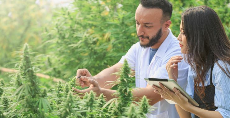 How Cannabis Interacts With Your Body