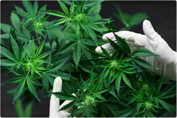 Cannabinoids