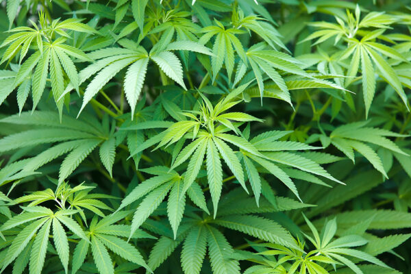 What Makes Canada’s Cannabis Market Unique