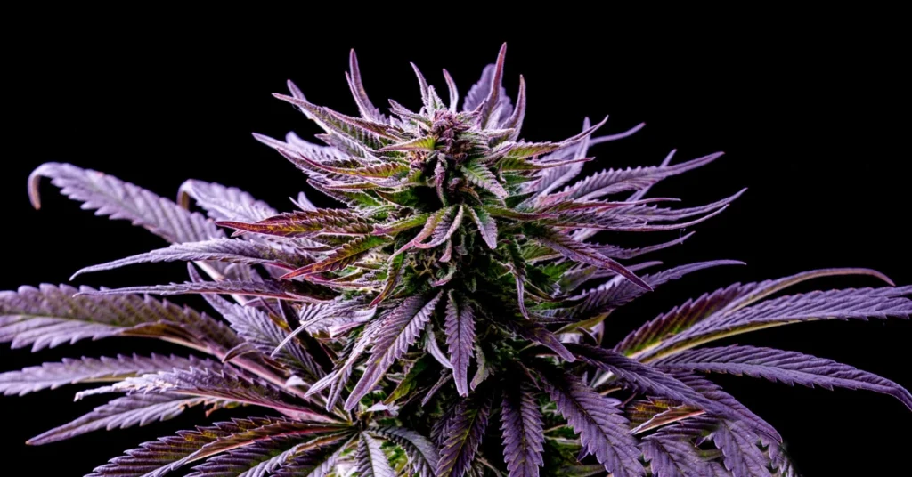 What is Kush?