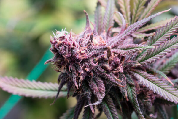 What is Kush?