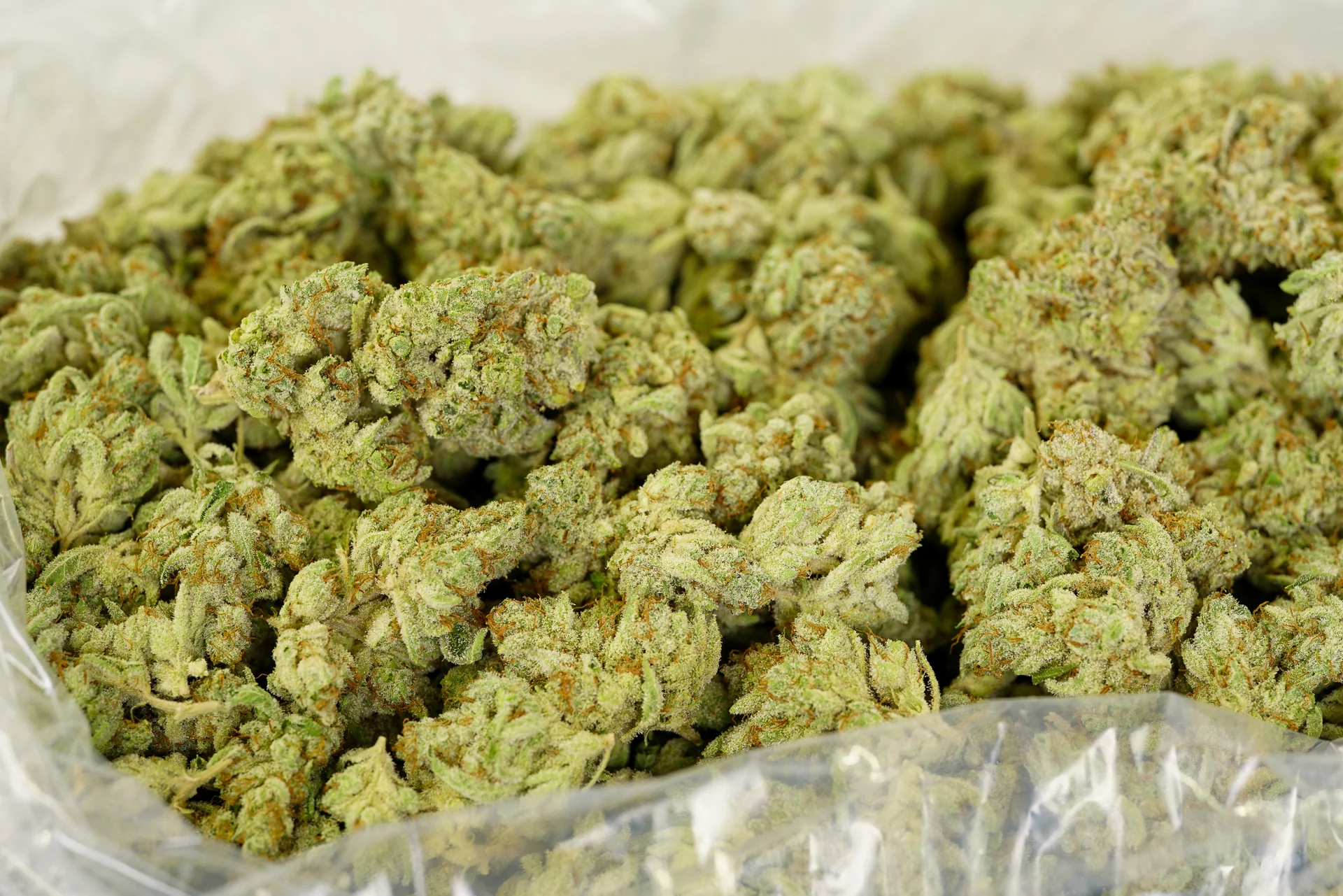 What Are The Most Popular Cannabis Strains?