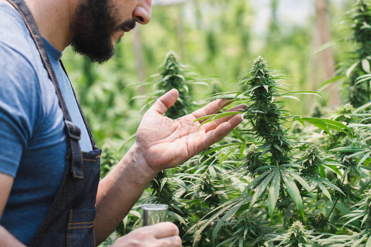 What Actually Gives Cannabis Strains Their Smell and Taste