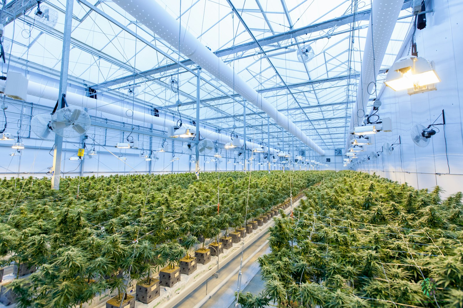 Is Indoor Weed Really Stronger Than Outdoor?