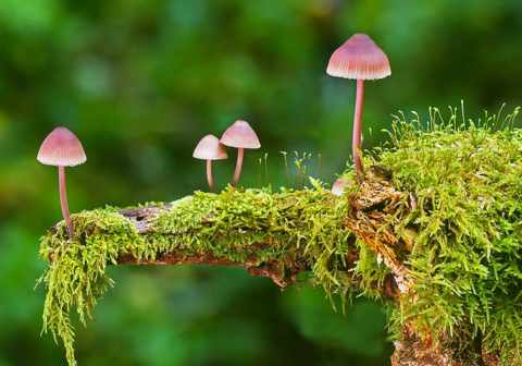 psilocybin capsules