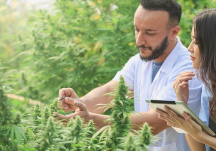 How Cannabis Interacts With Your Body
